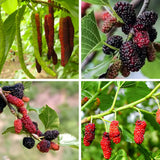 2 Illinois Everbearing Mulberry Tree Live Plant, Edible Fruit, 6-8" Tall