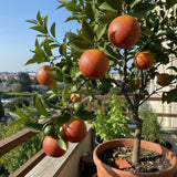 Blood Orange Tree, Indoor Outdoor Plant, 1-2 Ft Tall