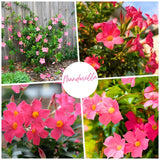 2 Pink Mandevilla Live Plants, Mandevilla Live Plant, 4-6 Inch Tall