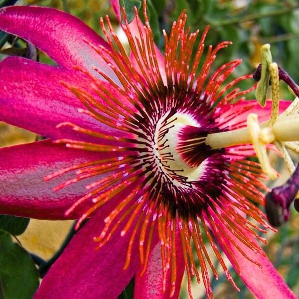 Deep Red Passion Flower Plant Live, 4-6 Inch Tall