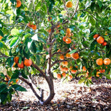 Red Blood Orange Live Citrus Tree, 24–30 Inch Tall