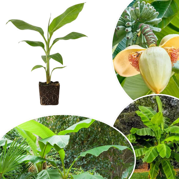 Basjoo Live Banana Plant, Patio Container Plant, 4-6 Inch Tall
