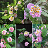 Set 2 Pink to Yellow Lantana Live Plant 4-6 Inches Tall