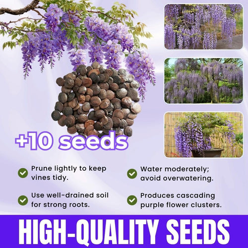 10 Purple Wisteria Seeds for Planting