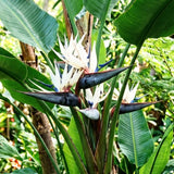 2 White Bird Live Plants, Outdoor Garden Plant, 4-6 Inch Tall