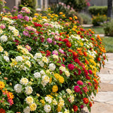 4 Mixed Lantana Live Plants, Indoor Outdoor Plant, 4-7 Inch Tall
