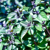 2 African Blue Basil Plants Live, 3-6 Inches Tall