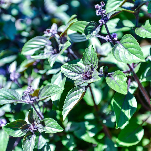 2 African Blue Basil Plants Live, 3-6 Inches Tall
