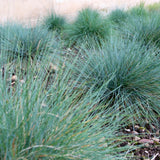 2 Ornamental Grass Plants Live, Well-Rooted Grass Plant, 4 Inch Pot