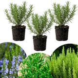 3 Blue Live Rosemary Plants, Live Starter Plant, 4-6 Inch Tall