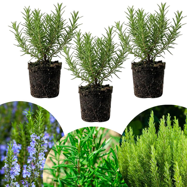 3 Blue Live Rosemary Plants, Live Starter Plant, 4-6 Inch Tall
