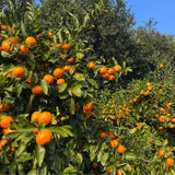 Live Grafted Tangerine Citrus Tree 2-3 Feet Tall