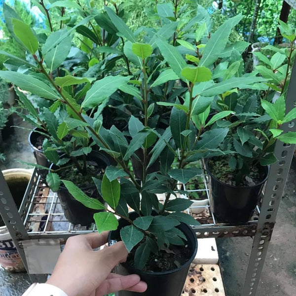 Bay Leaf Tree Live Plant, Fragrant Culinary Herb, 8-10 Inch Tall
