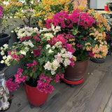 3 Mixed Bougainvillea Live Plants, Long Blooming Vine, 4-7 Inch Tall