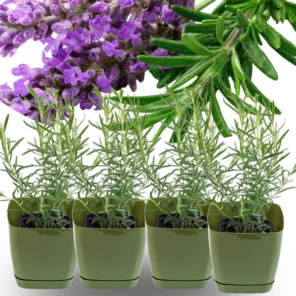 4 Blue Rosemary Plants Live, Culinary Herb Plant, 4-7 Inch Tall