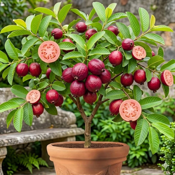 Strawberry Guava Tree Live Plant, Orchard Tree, 4-6 Inch Tall