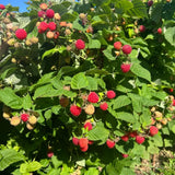 2 Red Raspberry Live Plants, Home Garden Plant, 4-6 Inch Tall