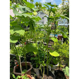 2 Green Okra Plants Live, Vegetable Start Plant for Home Garden, 4 Inc Pot