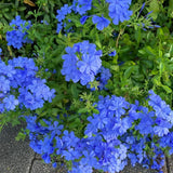 2 Blue Plumbago Flower Live Plants, Flowering Shrub, 4-6 Inch Tall