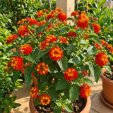 2 Red Orange Live Lantana Plants, Home Garden Plant, 4-7 Inch Tall