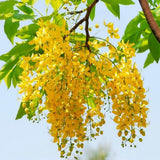 3 Yellow Cassia Live Plants, Patio Garden Tree, 4-7 Inch Tall