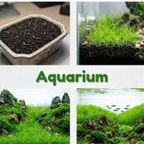 100 Aquarium Seeds, Aquarium Live Plants, Patio Container Plant