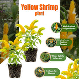 2 Yellow Shrimp Plants Live, Indoor Outdoor Plant, 4-7 Inch Tall