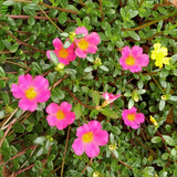 4 Deep Pink Portulaca Plants Live, Moss Rose Flower, Live Starter Plant, 4-7 Inch Tall