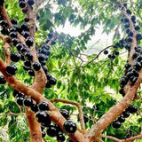 Jaboticaba Tree Live Plant, Outdoor Garden Fruit Tree, 1 Ft Tall