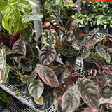 Red Alocasia Live Plant, Rare Tropical Plant, 2-4 Inch Tall
