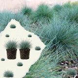 2 Ornamental Grass Plants Live, Well-Rooted Grass Plant, 4 Inch Pot