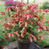 2 Red Shrimp Live Plants, Ready to Grow Plant, 4-6 Inch Tall