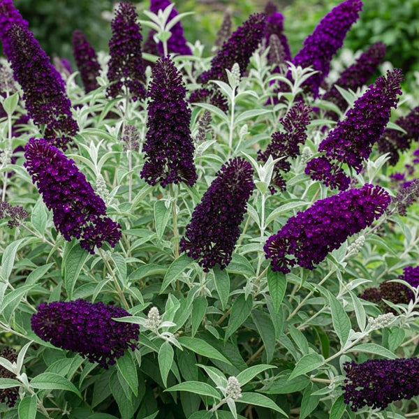2 Black Buddleia Live Plants, 5-9" Butterfly Bush for Outdoor Gardens