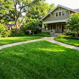 50000 Zoysia Grass Seeds for Planting, Indoor Outdoor Plant
