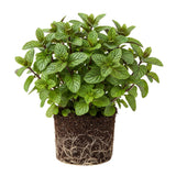 6 Mixed Mint Plants Live, 4-6 Inch Tall