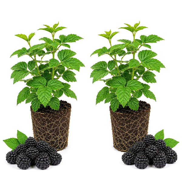 2 Navaho Thornless Blackberries Plant Live, Sweet Fruit, 4-7 Inch Tall