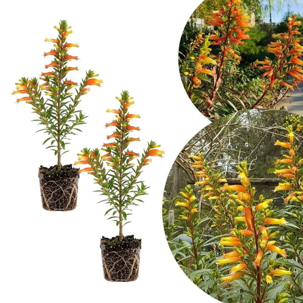 2 Yellow Orange Cuphea Plant 5-7 Inch Tall