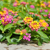 2 Confetti Lantana Live Plants, Lantana Flower Plant, 4-7 Inch Tall