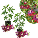 2 Red Passion Flower Plants, Passiflora Flower Plant, 4-6 Inch Tall