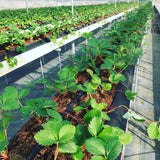 20 Red Strawberry Live Plants, Home Garden Plant, 3-5 Inch Tall