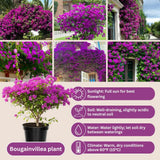 Set 2 Purple Bougainvillea Live Plant 5-7 Inch Tall