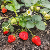 25 Red Live Strawberry Plants, Home Garden Plant, 3-5 Inch Tall