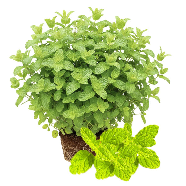 2 Live Strawberry Mint Plants, Herb Plant, 4-5 Inch Tall