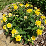 2 Yellow White Lantana Live Plants, Indoor Outdoor Plant, 4-7 Inch Tall