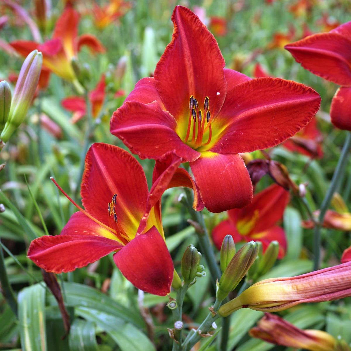 10 Orange Daylily Bulbs for Planting, Ready to Grow Plant