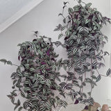 Variegated Live Wandering Jew Plant, Indoor Houseplant, 2 Inch Pot