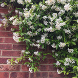 White Star Jasmine Plant Live, 10 Inch Tall, 3 Inch Pot