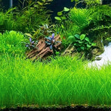 100 Aquarium Seeds, Aquarium Live Plants, Patio Container Plant