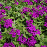 3 Purple Verbena Plants Live 4-7 Inch Tall