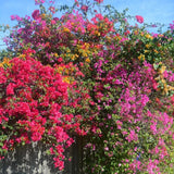 3 Mixed Bougainvillea Live Plants, Long Blooming Vine, 4-7 Inch Tall